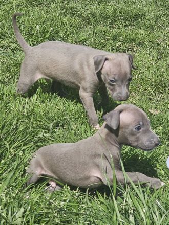 Italienisches Windspiel * 2 Welpen aus qualifizierter Liebhaberzucht *FCI