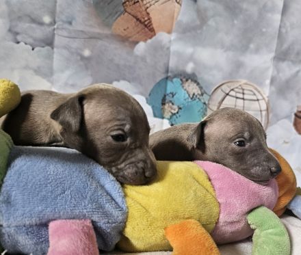 Italienisches Windspiel * 2 Welpen aus qualifizierter Liebhaberzucht *FCI