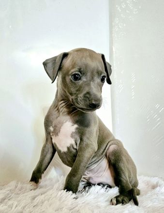 Italienisches Windspiel * 2 Welpen aus qualifizierter Liebhaberzucht *FCI