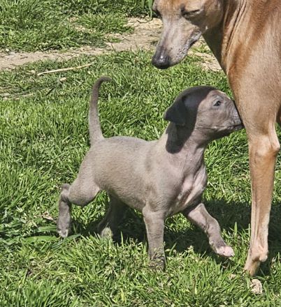 Italienisches Windspiel * 2 Welpen aus qualifizierter Liebhaberzucht *FCI