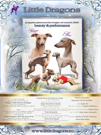 Italienisches Windspiel * 2 Welpen aus qualifizierter Liebhaberzucht *FCI