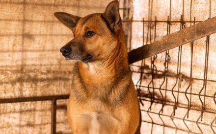 Treue Seele Soare sucht ein Zuhause voller Geduld und Liebe