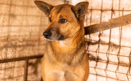 Treue Seele Soare sucht ein Zuhause voller Geduld und Liebe