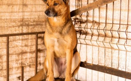 Treue Seele Soare sucht ein Zuhause voller Geduld und Liebe