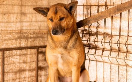 Treue Seele Soare sucht ein Zuhause voller Geduld und Liebe