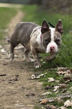 Tolle American Bully Hündin