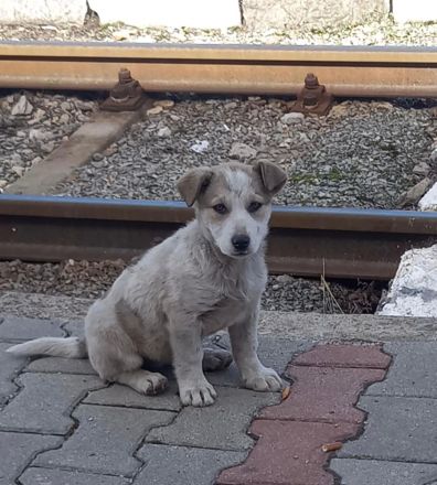 Ayliva- die kleine Entdeckerin🐶⭐️