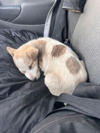 Ayliva- die kleine Entdeckerin🐶⭐️