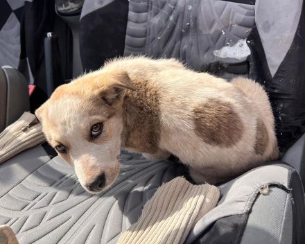 Ayliva- die kleine Entdeckerin🐶⭐️