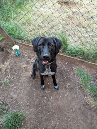 Dorea- die sanfte Seele, mit einem Herz aus Gold🍀💕