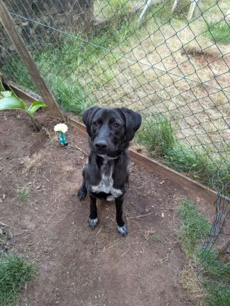 Dorea- die sanfte Seele, mit einem Herz aus Gold🍀💕