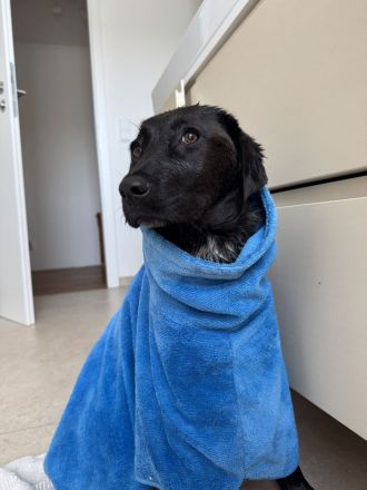 Dorea- die sanfte Seele, mit einem Herz aus Gold🍀💕