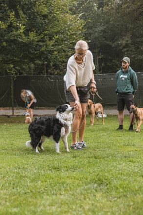 WolfsKnigge - Hundeschule