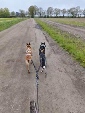 WolfsKnigge - Hundeschule