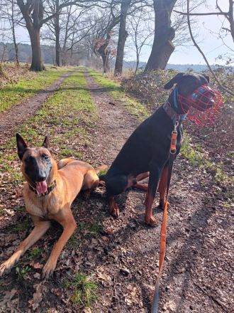 WolfsKnigge - Hundeschule