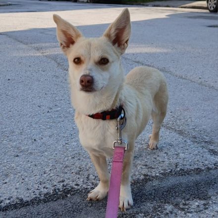 Junghündin Emelia / kastriert / derzeit noch in Griechenland