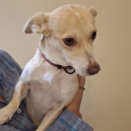 Junghündin Emelia / kastriert / derzeit noch in Griechenland