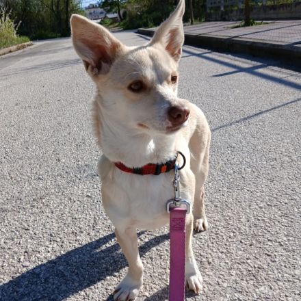 Junghündin Emelia / kastriert / derzeit noch in Griechenland