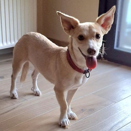 Junghündin Emelia / kastriert / derzeit noch in Griechenland