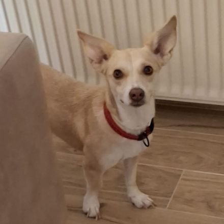 Junghündin Emelia / kastriert / derzeit noch in Griechenland