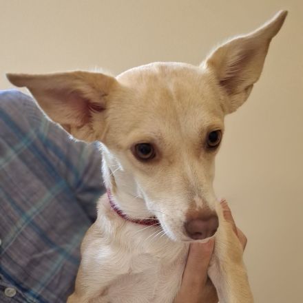 Junghündin Emelia / kastriert / derzeit noch in Griechenland