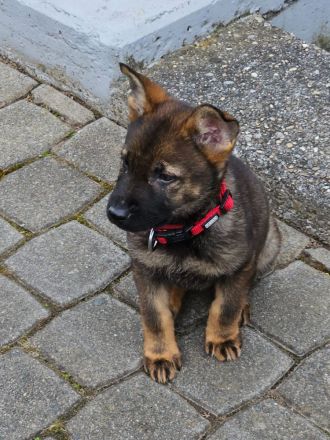 Schäferhund Welpe