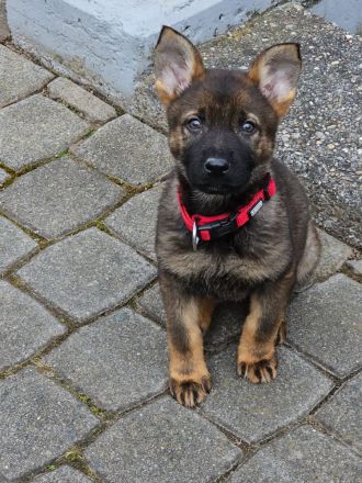 Schäferhund Welpe