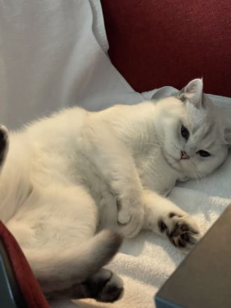 Bkh Silver Shaded Kater