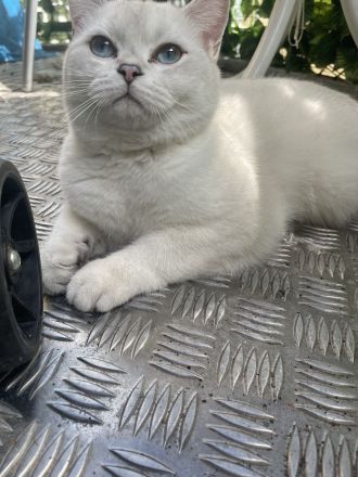 Bkh Silver Shaded Kater