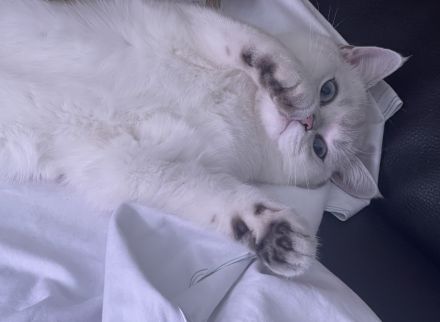 Bkh Silver Shaded Kater