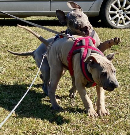 Thai Ridgenback -Hunde Welpen zum Verkauf