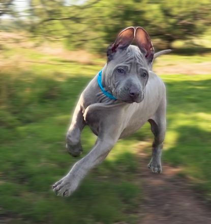 Thai Ridgenback -Hunde Welpen zum Verkauf