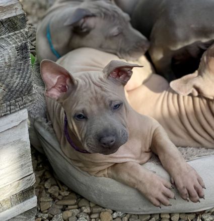 Thai Ridgenback -Hunde Welpen zum Verkauf