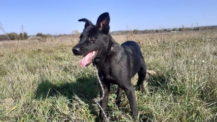 Rusty, 1 Jahr, neugieriger Abenteuer sucht Familie