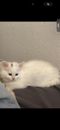 Baby Katze zu verkaufen