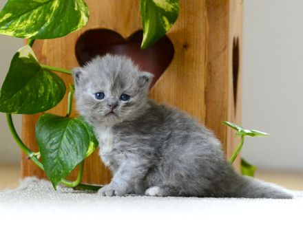 BKH Kitte mit Excellenten Stammbaum