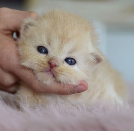 BKH Kitte mit Excellenten Stammbaum