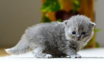 BKH Kitte mit Excellenten Stammbaum