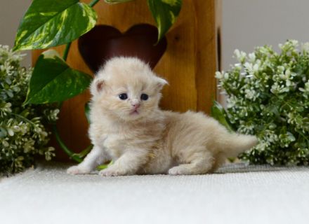 BKH Kitte mit Excellenten Stammbaum