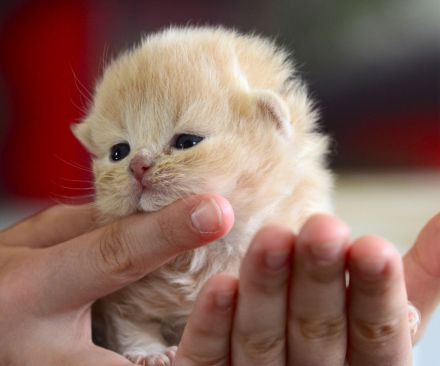 BKH Kitte mit Excellenten Stammbaum