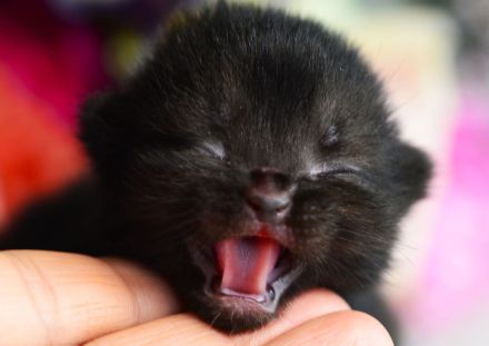 BKH Kitte mit Excellenten Stammbaum