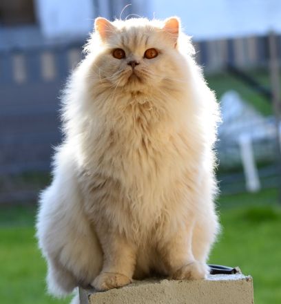 BKH Kitte mit Excellenten Stammbaum