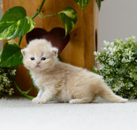 BKH Kitte mit Excellenten Stammbaum