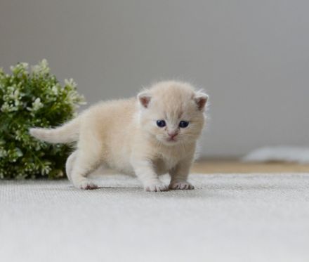 BKH Kitte mit Excellenten Stammbaum