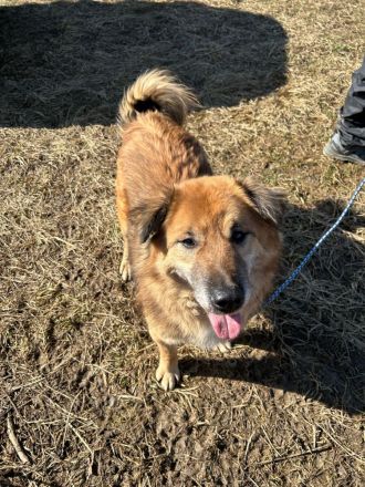 Notfall - schlimmes Schicksal --- großes Glück gesucht!