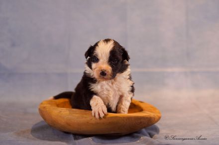 Australian Shepherd Welpen
