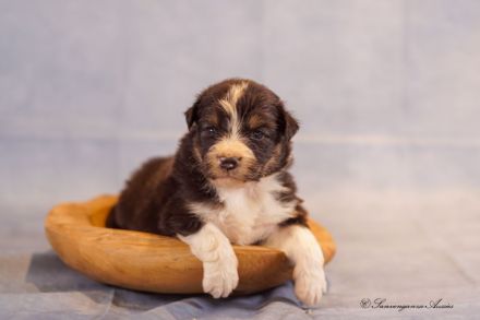 Australian Shepherd Welpen