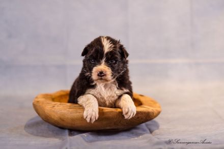 Australian Shepherd Welpen