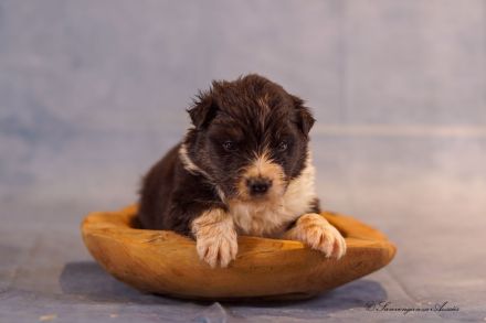 Australian Shepherd Welpen