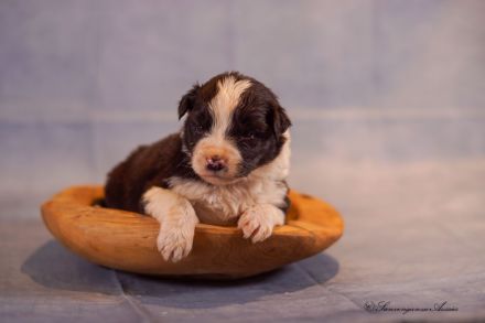 Australian Shepherd Welpen
